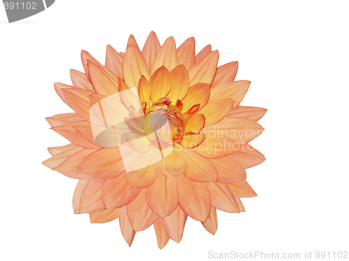 Image of Single Dahlia Flower