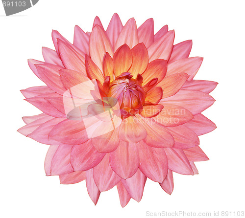Image of Single Dahlia Flower