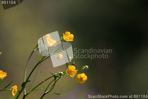 Image of buttercups