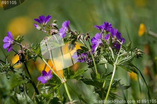 Image of summer flowers