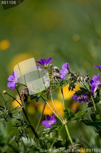 Image of summer flowers
