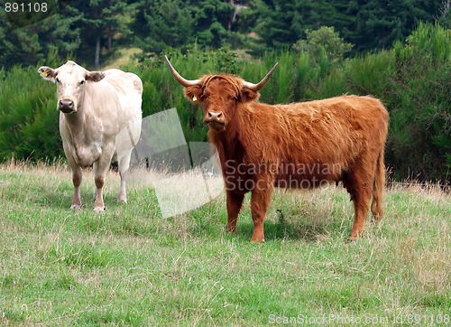 Image of Charolais Cow and Red Highland Heifer