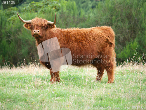 Image of Highland Cow