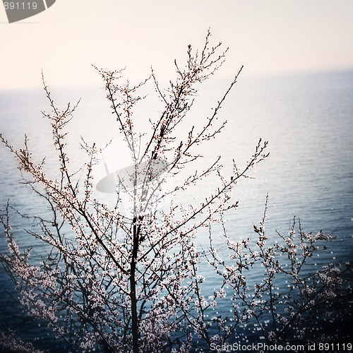 Image of Flowered tree 