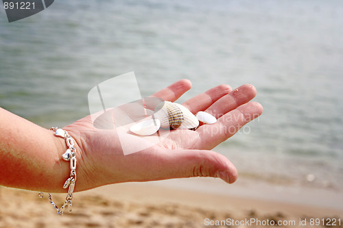 Image of Scallop