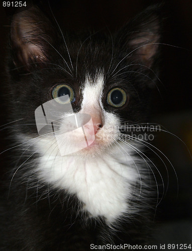 Image of Black and White Kitten