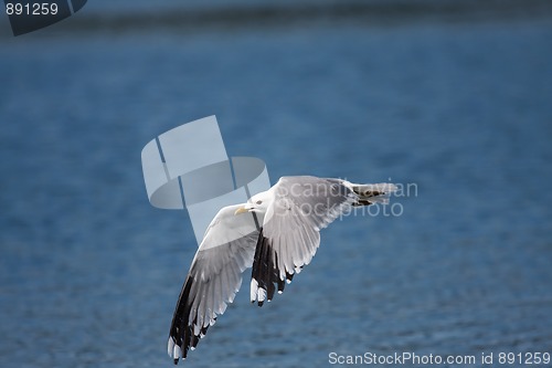 Image of Flying seagull