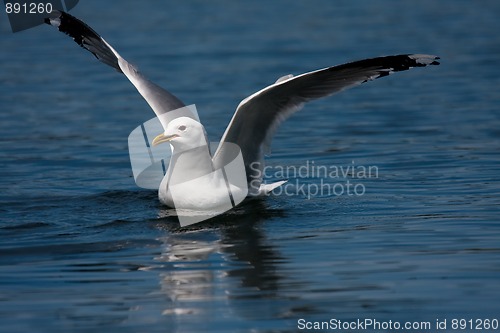 Image of Just landed