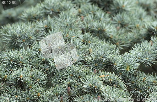 Image of Conifer branches texture