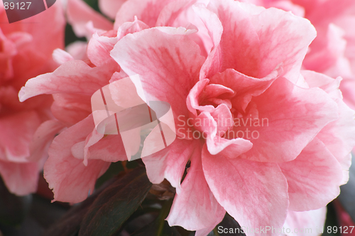 Image of Flowers of Azalea