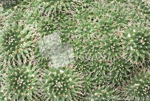 Image of Cactus background