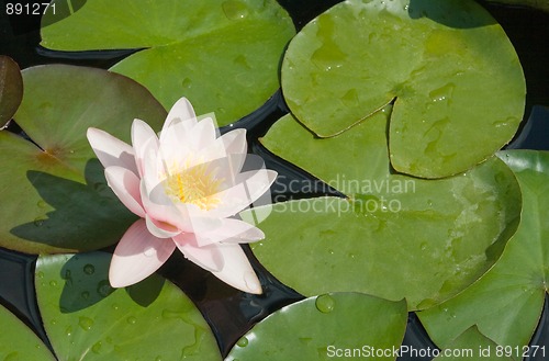 Image of Water lily