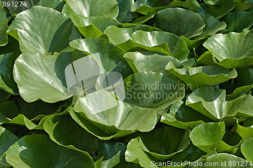 Image of Green water lily leaves