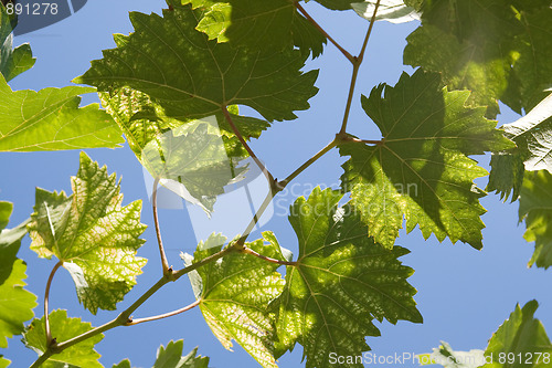 Image of Vine leaves