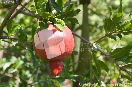 Image of Ripe pomegranate