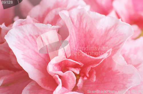 Image of Azalea flower