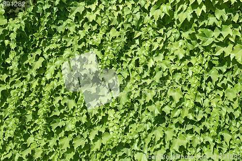 Image of Ivy texture