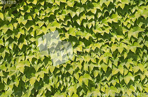 Image of Ivy texture