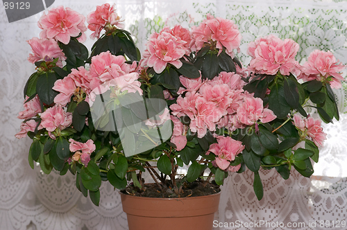 Image of Decorative azalea