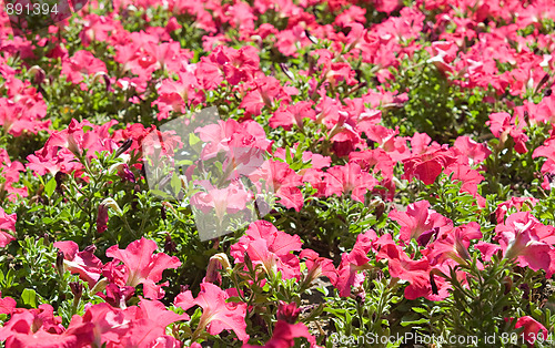 Image of Pink flowers