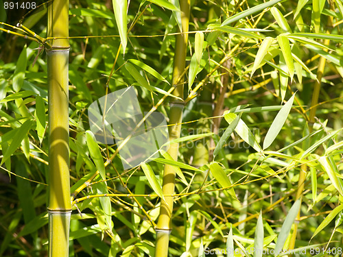 Image of Bamboo tree