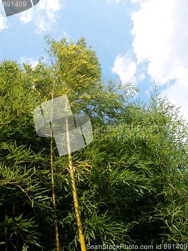 Image of Bamboo tree