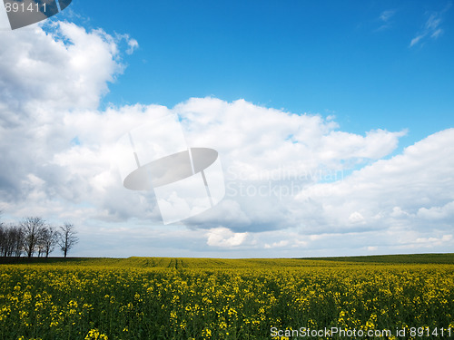 Image of Beautiful rapeseed field
