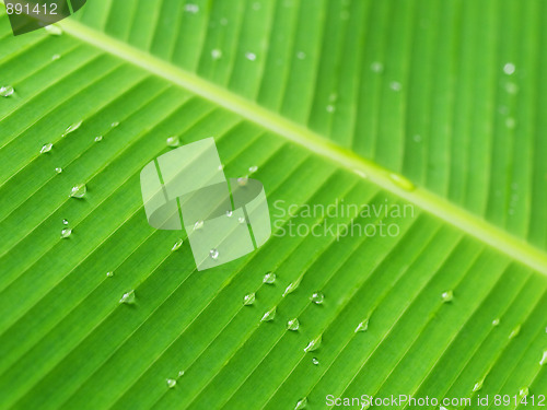 Image of Banana leaf