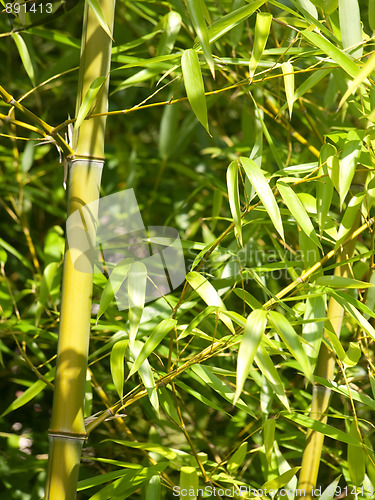 Image of Bamboo tree