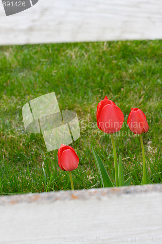 Image of Wood fence framed tulips