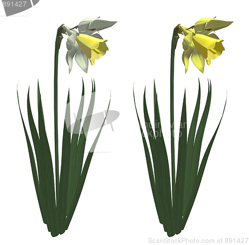 Image of Narcissus