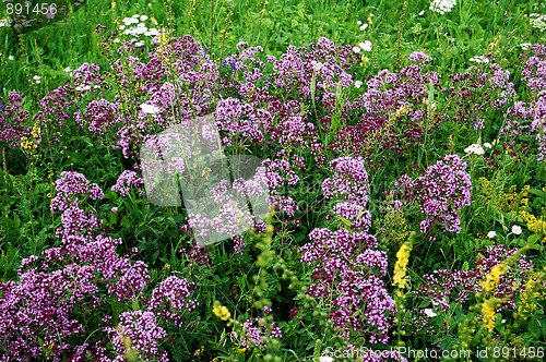 Image of Abundance oregano