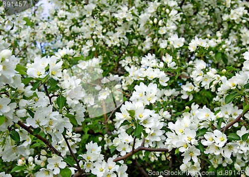 Image of Apple blossom