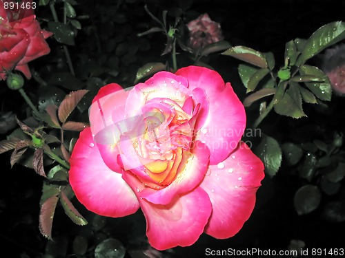 Image of beautiful rose after rain