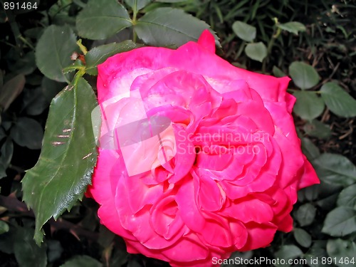 Image of Beautiful roses