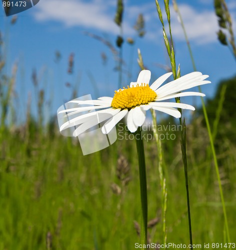 Image of marguerite