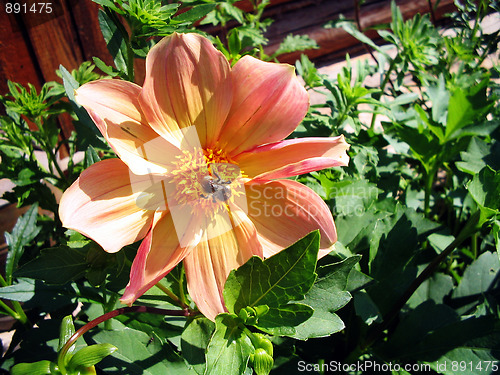 Image of bumble bee on a dahlia