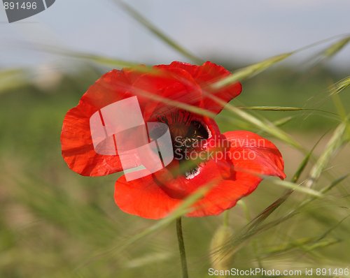 Image of Red Poppy Blossom