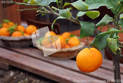 Image of Oranges in the Garden