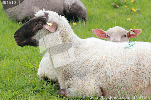 Image of resting sheep