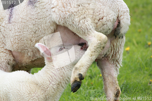 Image of drinking lamb