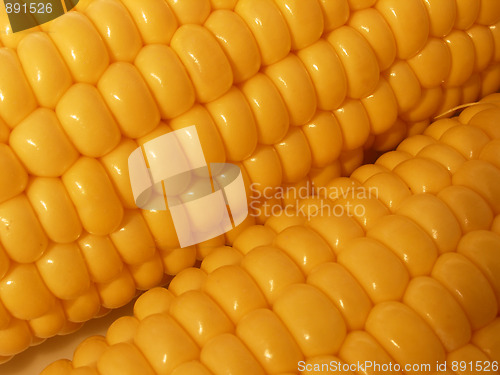 Image of corn