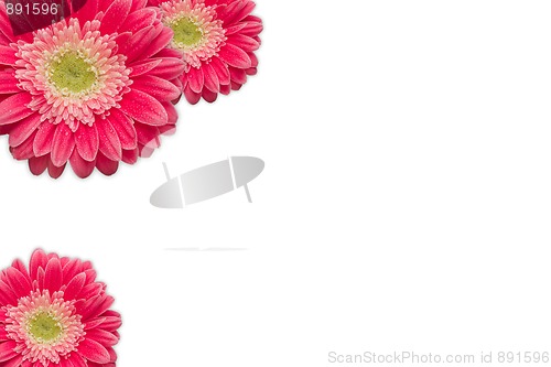 Image of Bright Pink Gerber Daisies with Water Drops on White