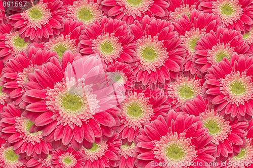 Image of Bright Pink Gerber Daisies with Water Drops Background