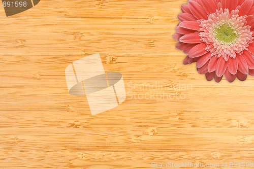 Image of Pink Gerber Daisies with Water Drops on Bamboo Background