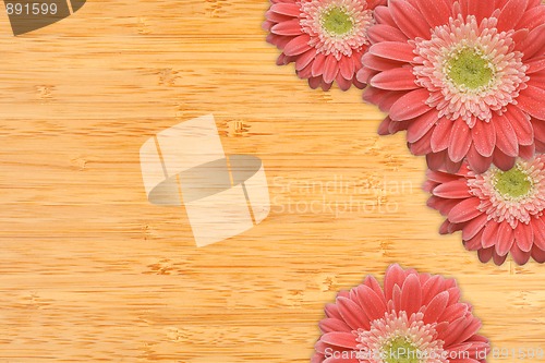 Image of Pink Gerber Daisies with Water Drops on Bamboo Background