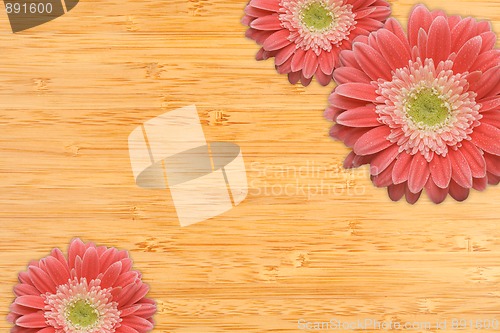 Image of Pink Gerber Daisies with Water Drops on Bamboo Background