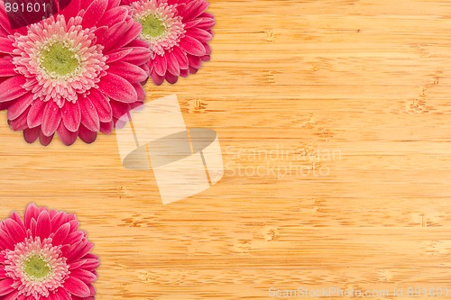 Image of Pink Gerber Daisies with Water Drops on Bamboo Background