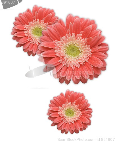 Image of Pink Gerber Daisy Corner Element on White