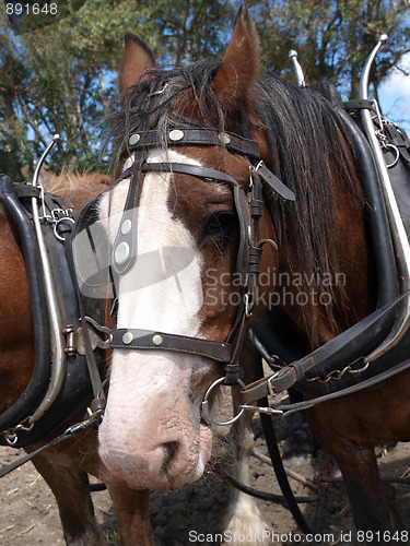 Image of Clydesdale in Harness